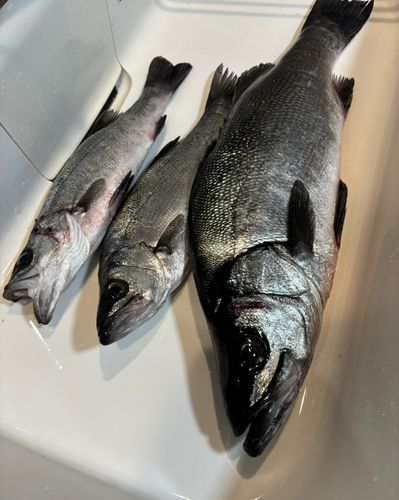 ヒラスズキの釣果