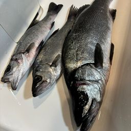 ヒラスズキ