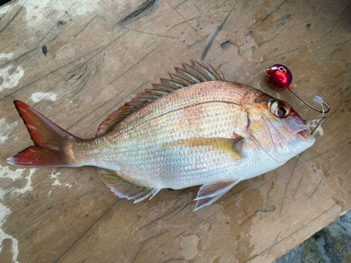 マダイの釣果