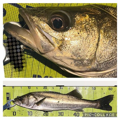 シーバスの釣果