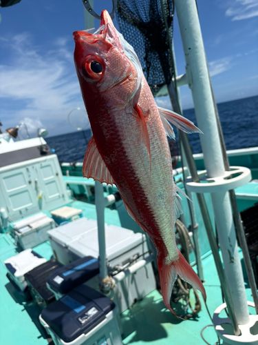 ハマダイの釣果