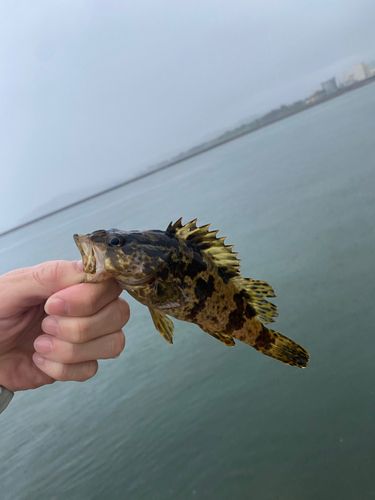 タケノコメバルの釣果