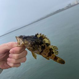 タケノコメバル