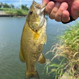 スモールマウスバス