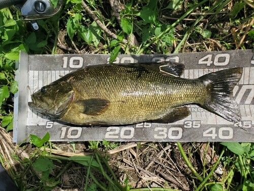 スモールマウスバスの釣果