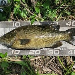 スモールマウスバス