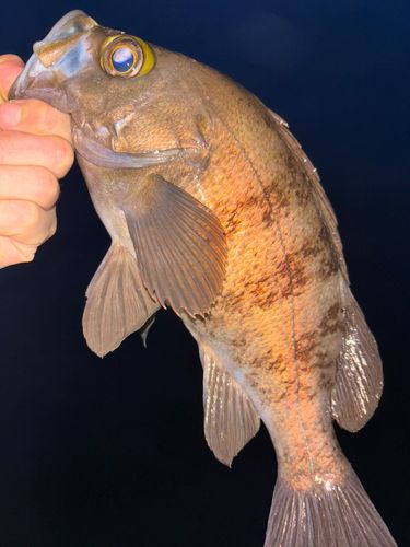 メバルの釣果