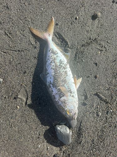 ショゴの釣果