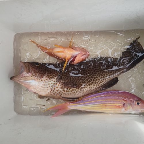 オオモンハタの釣果
