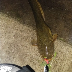 マナマズの釣果