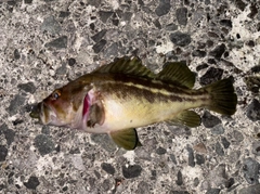 ソイの釣果