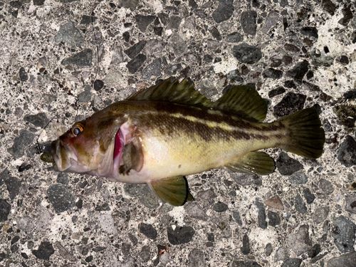 ソイの釣果