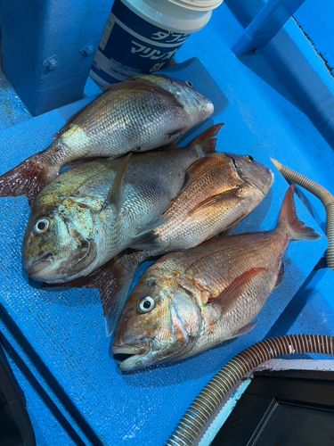 タイの釣果