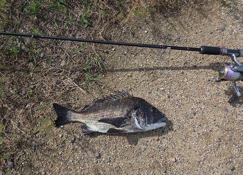 チヌの釣果