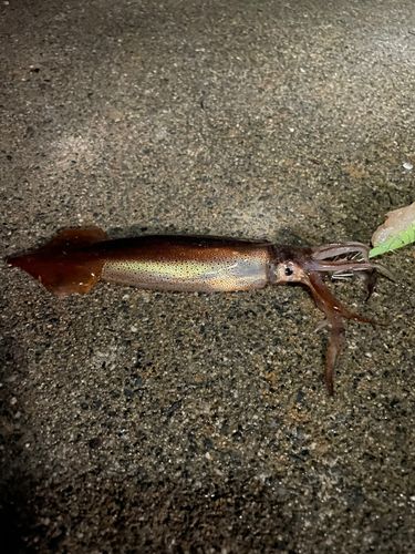 イカの釣果