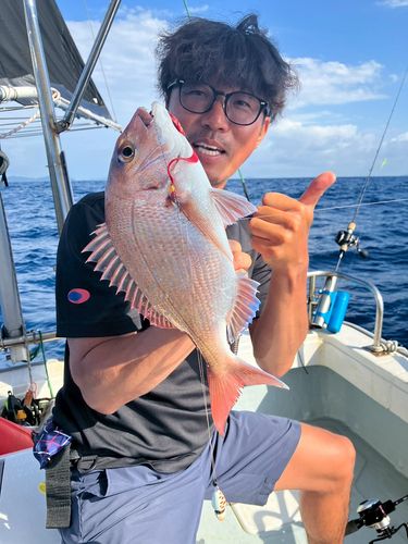 マダイの釣果