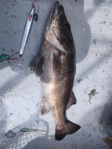 アラの釣果