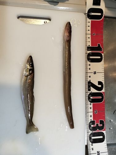 アナゴの釣果