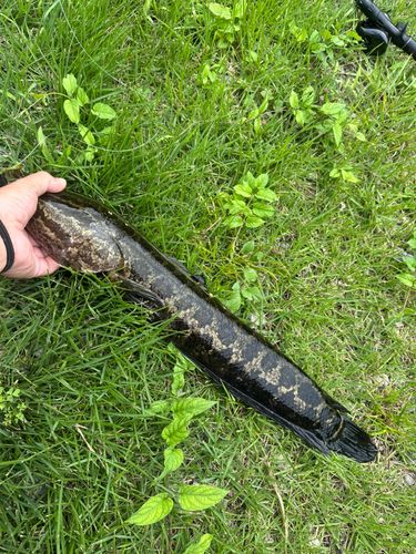 カムルチーの釣果