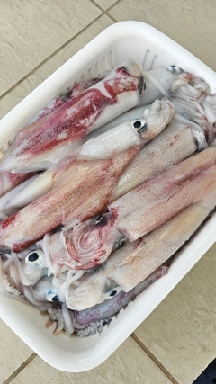 ササイカの釣果