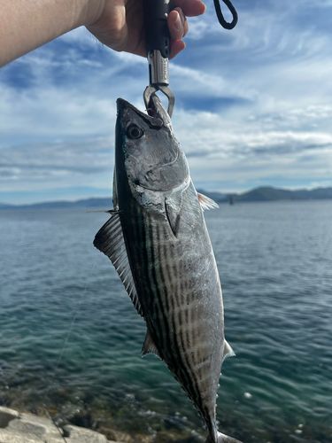 ハガツオの釣果