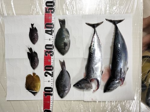 チョウチョウウオの釣果