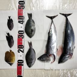 チョウチョウウオ