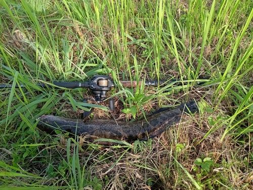 ライギョの釣果