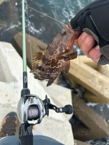 キジハタの釣果