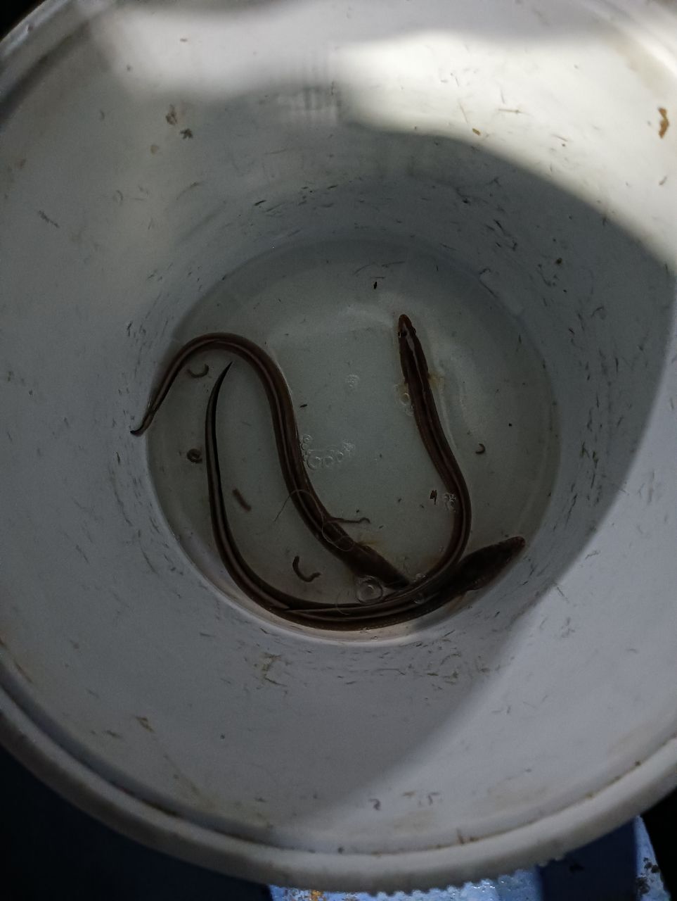 魚は刺身さんの釣果 1枚目の画像