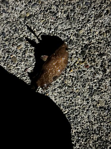 キジハタの釣果