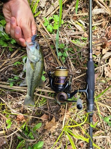 ラージマウスバスの釣果