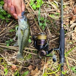 ラージマウスバス