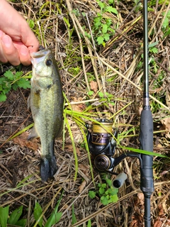 ラージマウスバスの釣果