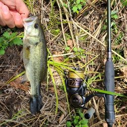 ラージマウスバス