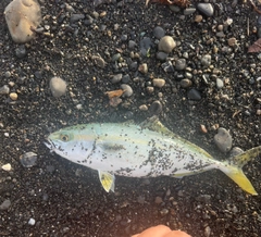 ワカシの釣果