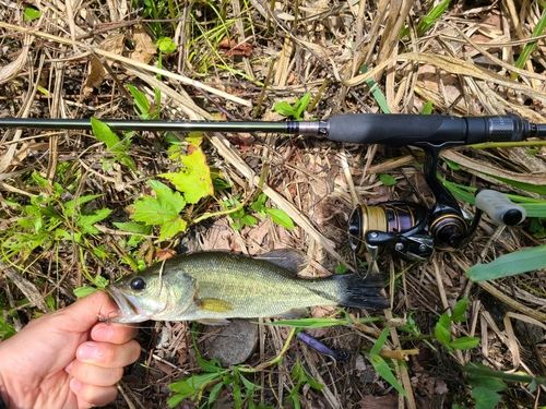 ラージマウスバスの釣果