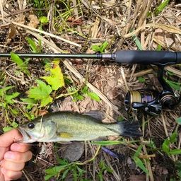 ラージマウスバス