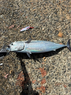 ソウダガツオの釣果