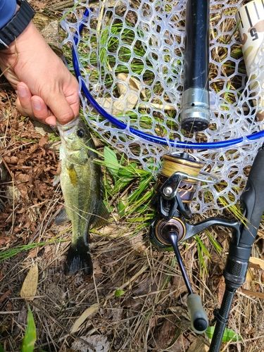 ラージマウスバスの釣果
