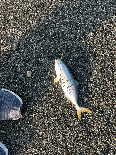 ワカシの釣果