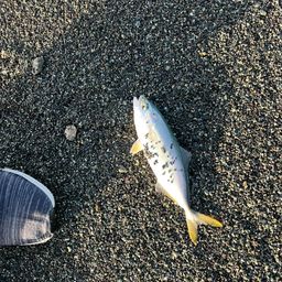 ワカシ