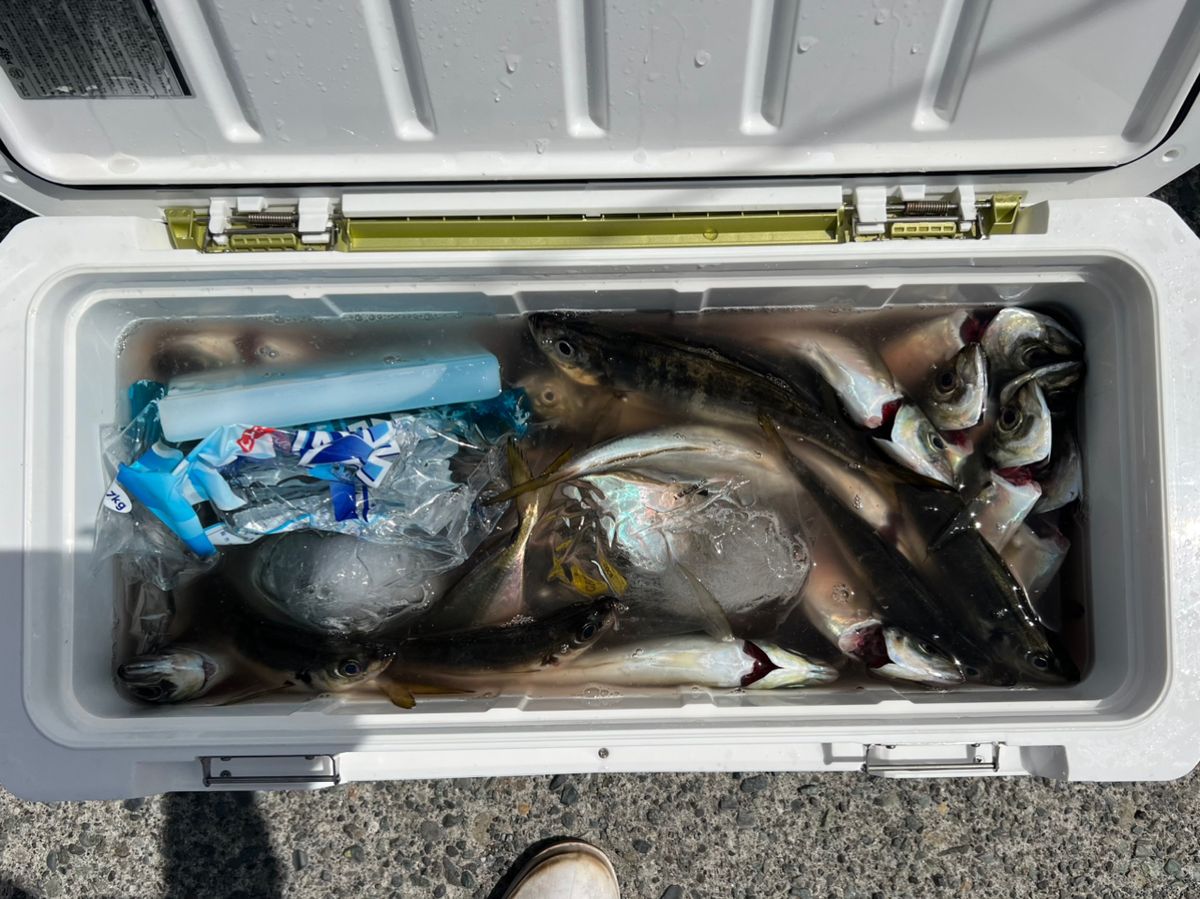 政信丸さんの釣果 3枚目の画像