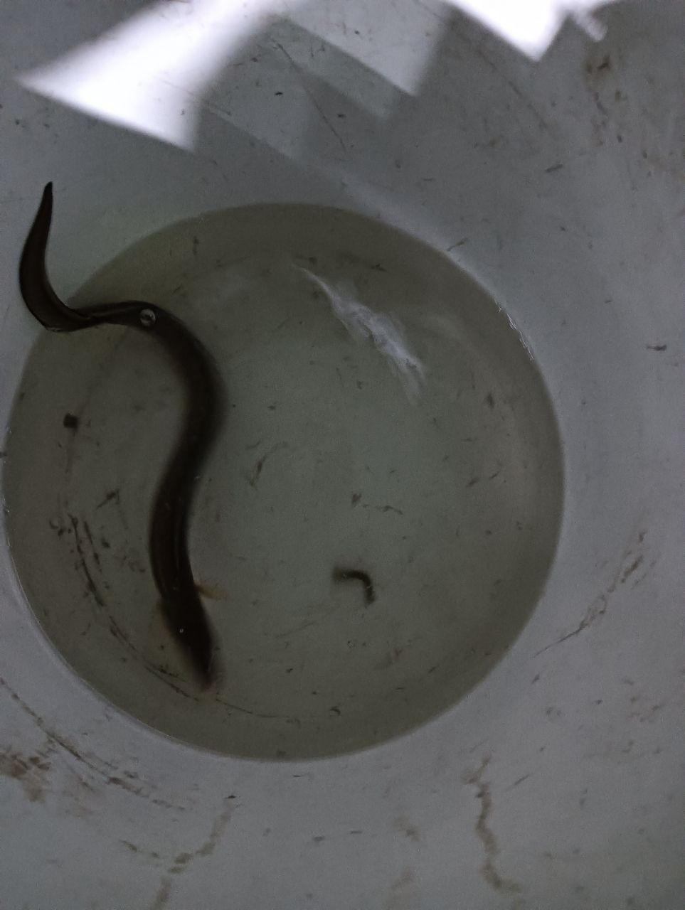 魚は刺身さんの釣果 2枚目の画像