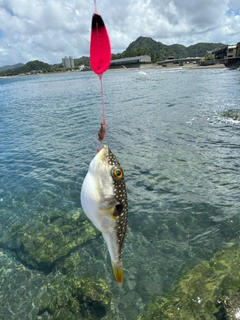 フグの釣果