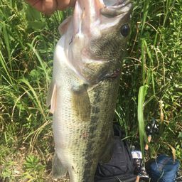 ラージマウスバス