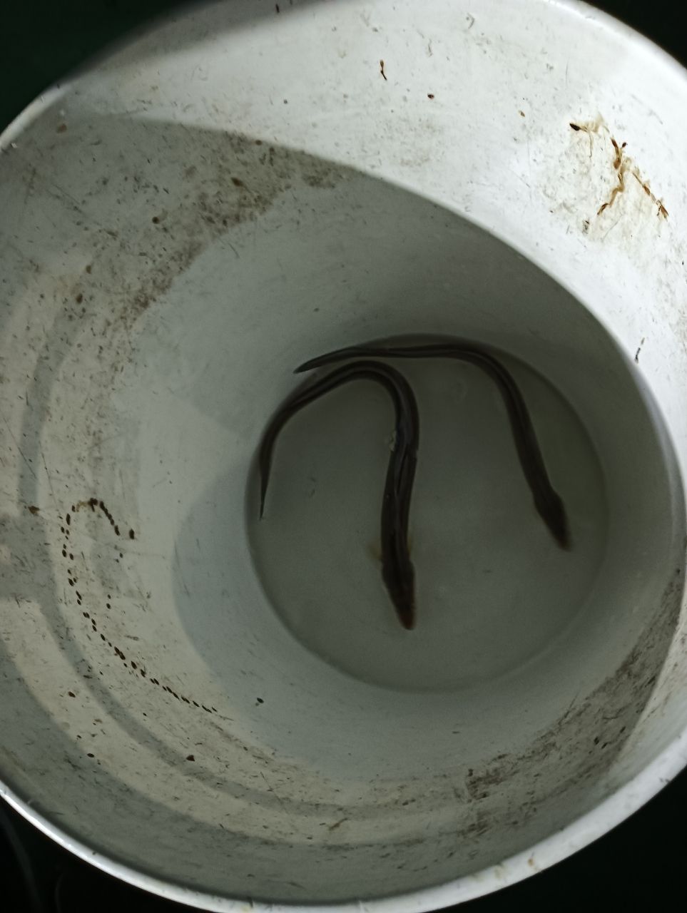 魚は刺身さんの釣果 2枚目の画像