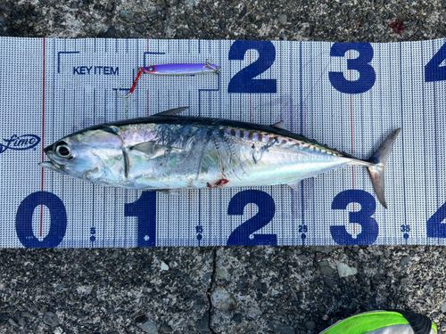 ソウダガツオの釣果