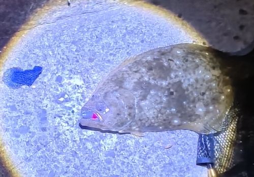 ヒラメの釣果