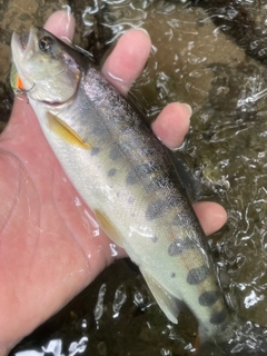 ヤマメの釣果